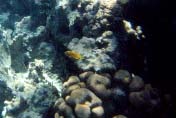 Кораллы в Шарм-Эль-Неге
